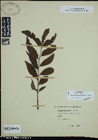 Carya illinoinensis image