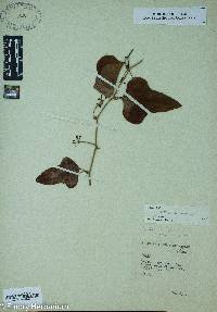 Smilax bona-nox image