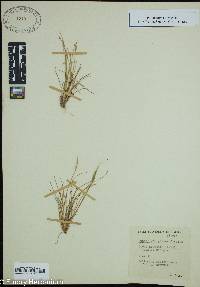 Juncus georgianus image