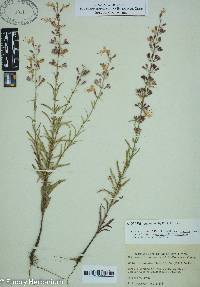 Dicerandra linearifolia image