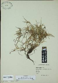 Juncus repens image