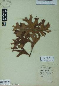 Quercus laevis image