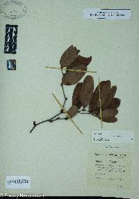 Smilax laurifolia image