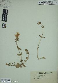 Phlox stolonifera image