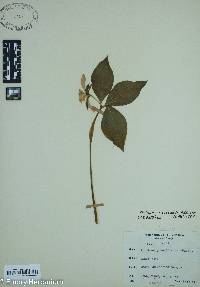 Trillium catesbaei image