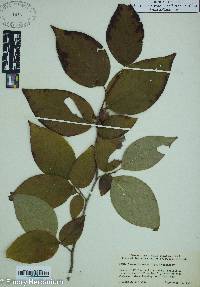 Stewartia ovata image