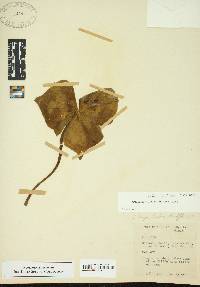 Image of Trillium sulcatum