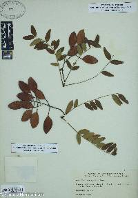 Gleditsia aquatica image