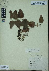 Smilax bona-nox image