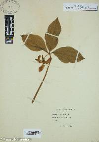 Trillium catesbaei image