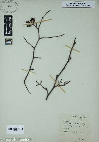 Alnus incana subsp. rugosa image