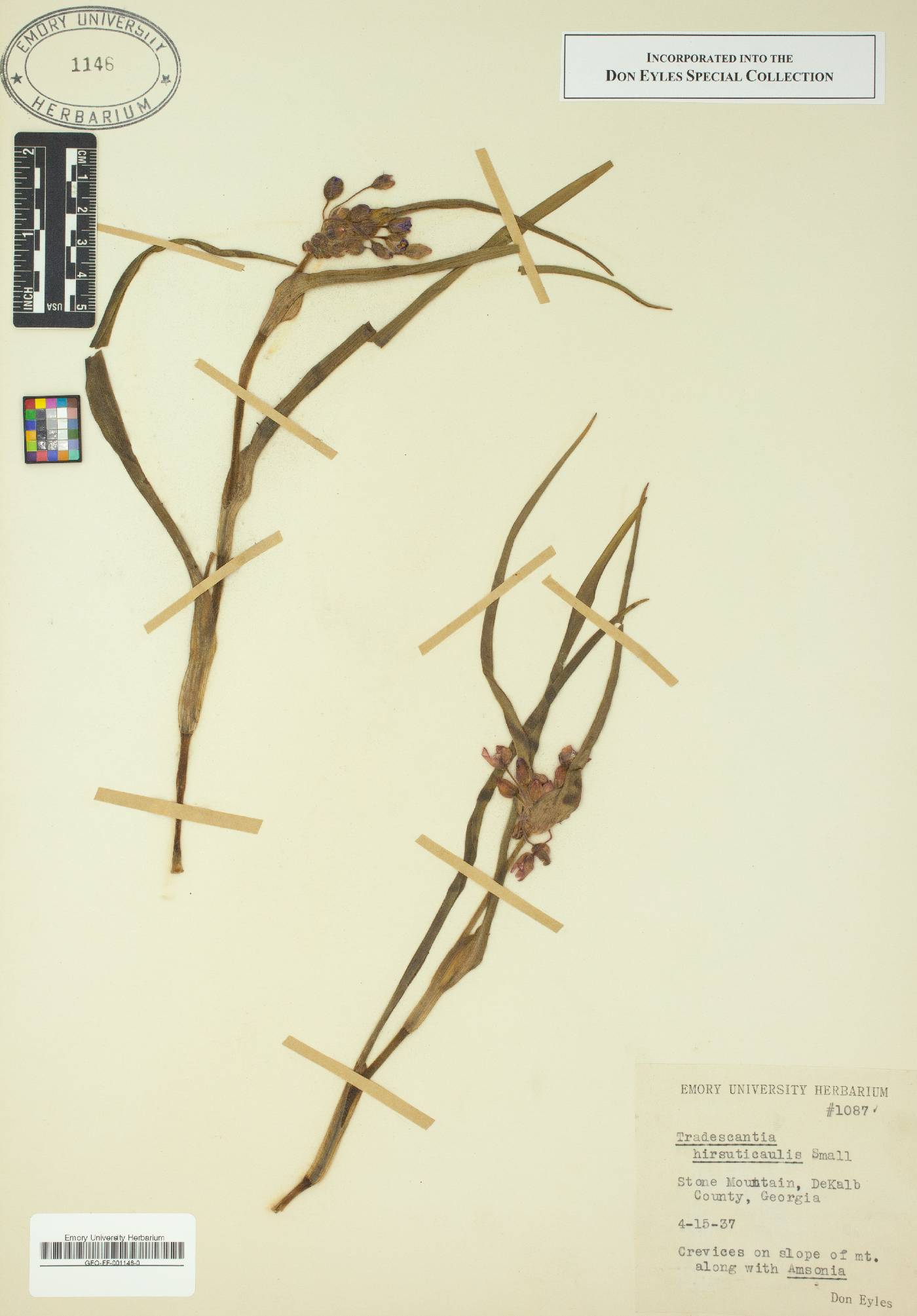 Tradescantia hirsuticaulis image