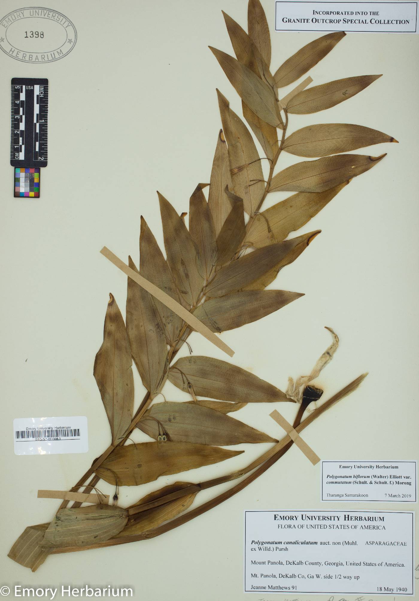 Polygonatum biflorum var. commutatum image