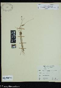 Hypoxis juncea image