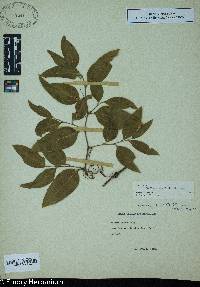 Smilax smallii image