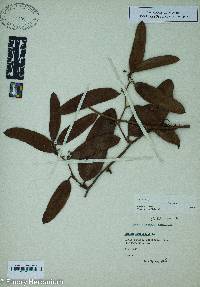 Smilax laurifolia image