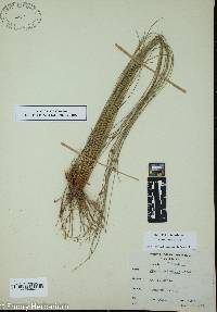 Juncus coriaceus image