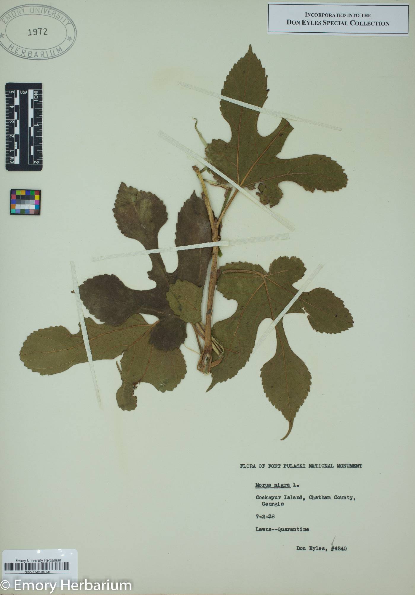Morus nigra image