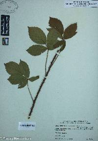 Rubus densissimus image