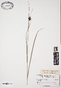 Carex complanata image