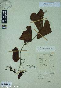 Smilax bona-nox image