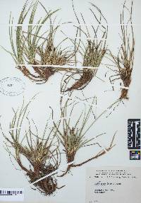 Carex tonsa image