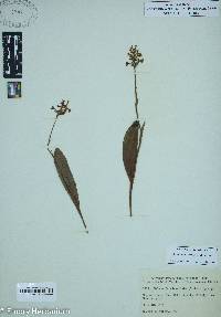 Platanthera clavellata image