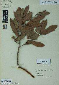 Quercus virginiana image