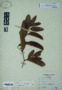 Smilax laurifolia image