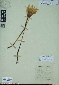 Zephyranthes atamasca image