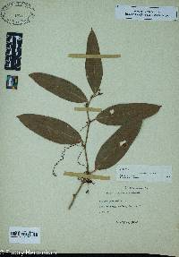 Smilax laurifolia image