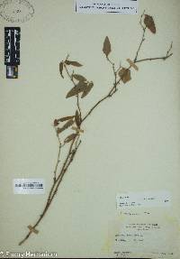 Smilax bona-nox image