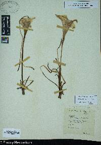 Zephyranthes atamasca image