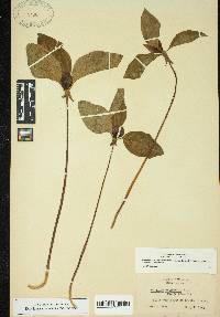 Trillium recurvatum image