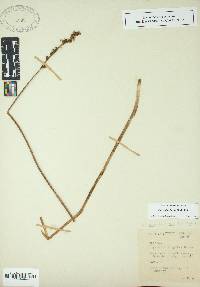 Spiranthes lacera image