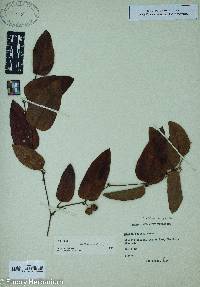 Smilax walteri image