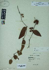 Smilax walteri image