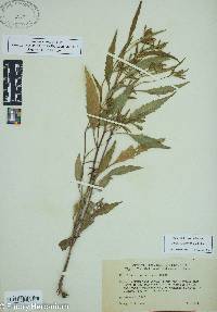 Bidens bidentoides image