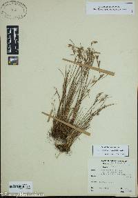 Juncus anthelatus image