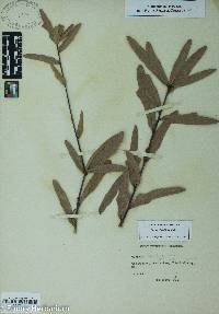 Quercus laurifolia image