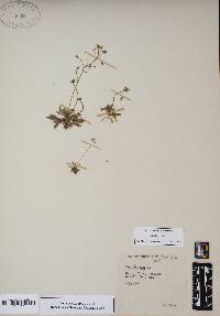 Draba verna image