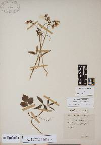 Cardamine angustata image