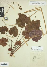 Heuchera americana image