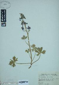 Delphinium tricorne image