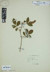 Image of Rosa tomentosa