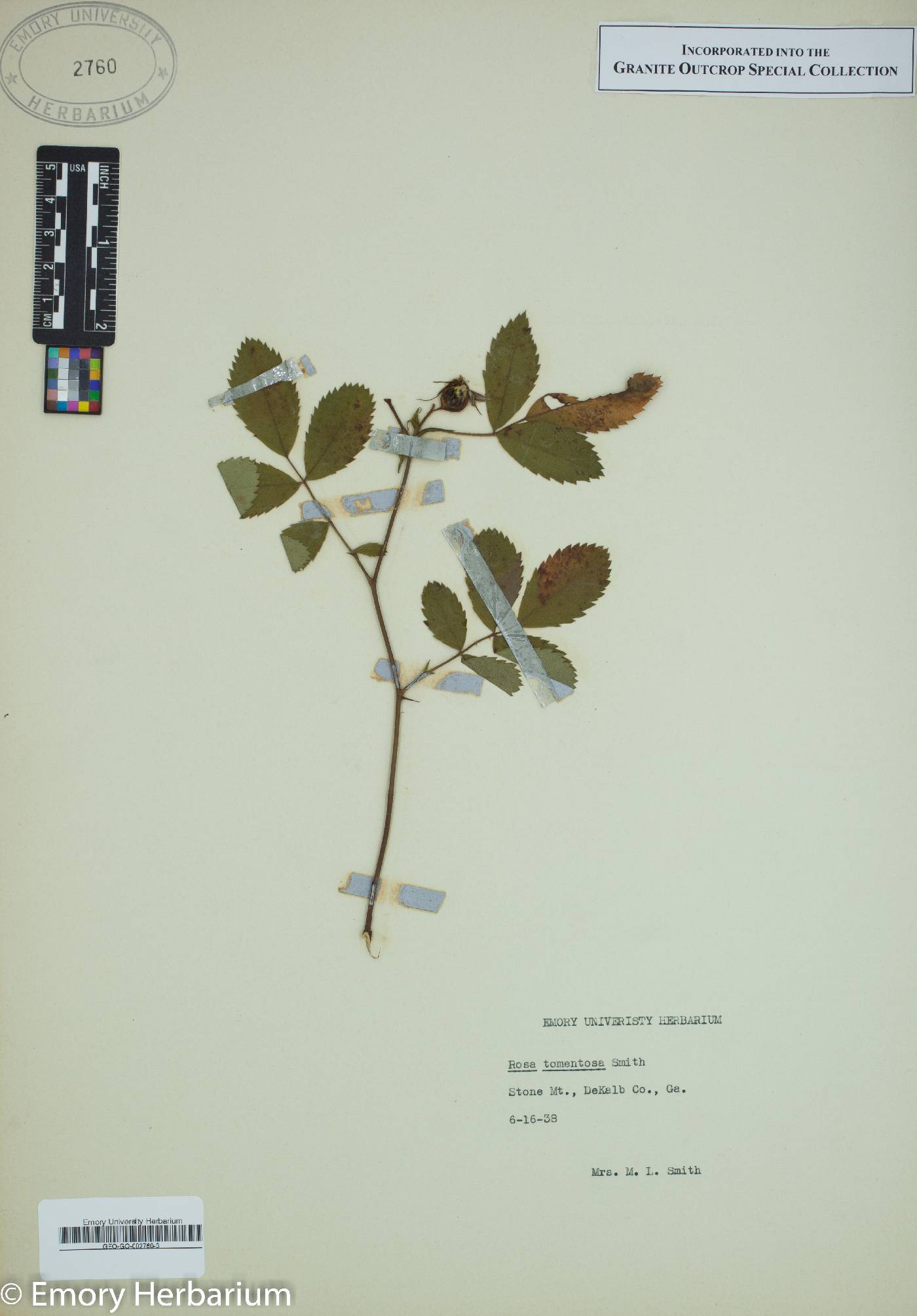 Rosa tomentosa image