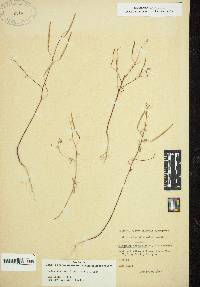 Image of Polanisia tenuifolia