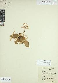 Saxifraga micranthidifolia image