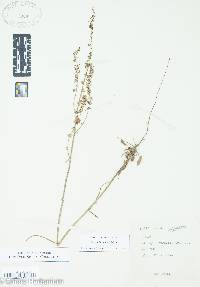 Rumex hastatulus image