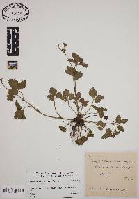 Potentilla indica image